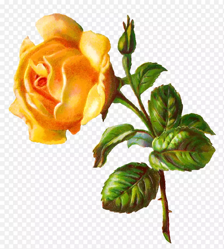 玫瑰黄色数码图像插花艺术-黄玫瑰