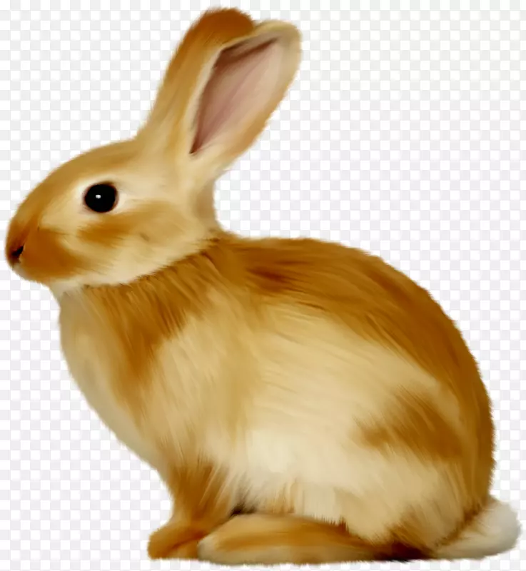 复活节兔子兔夹艺术动物