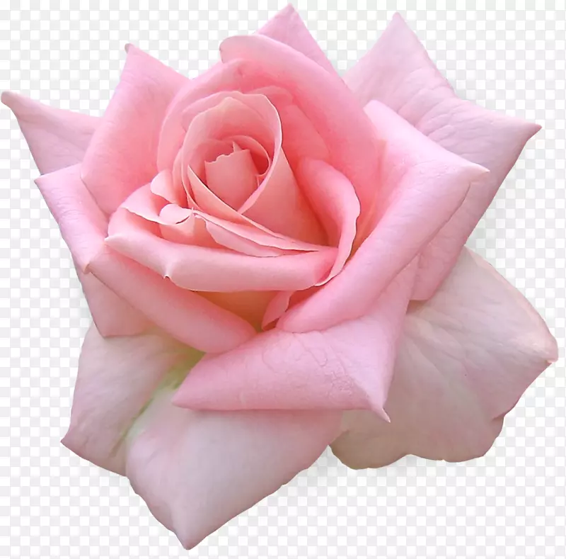 花蓝色玫瑰粉红色保存日期-玛丽