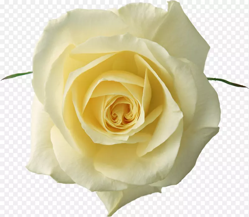 玫瑰花白色剪贴画-黄玫瑰