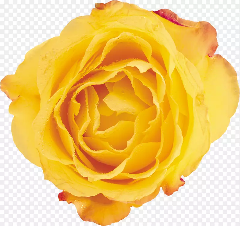 海滩玫瑰黄色花瓣花园玫瑰-黄色玫瑰