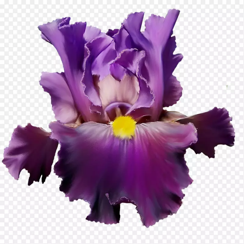 花紫丁香水彩画紫罗兰-神秘