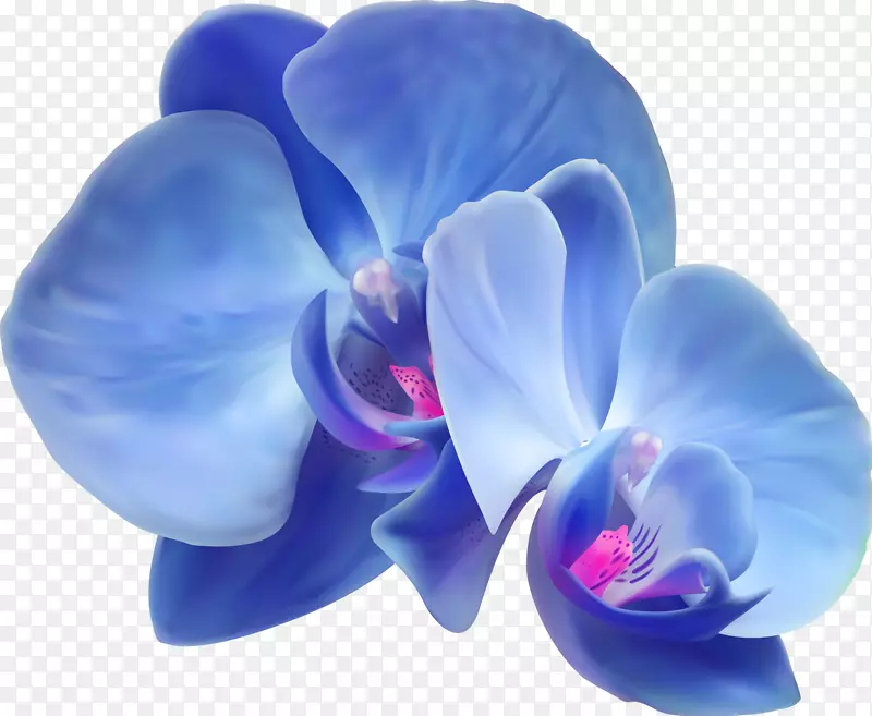 兰花-蓝花