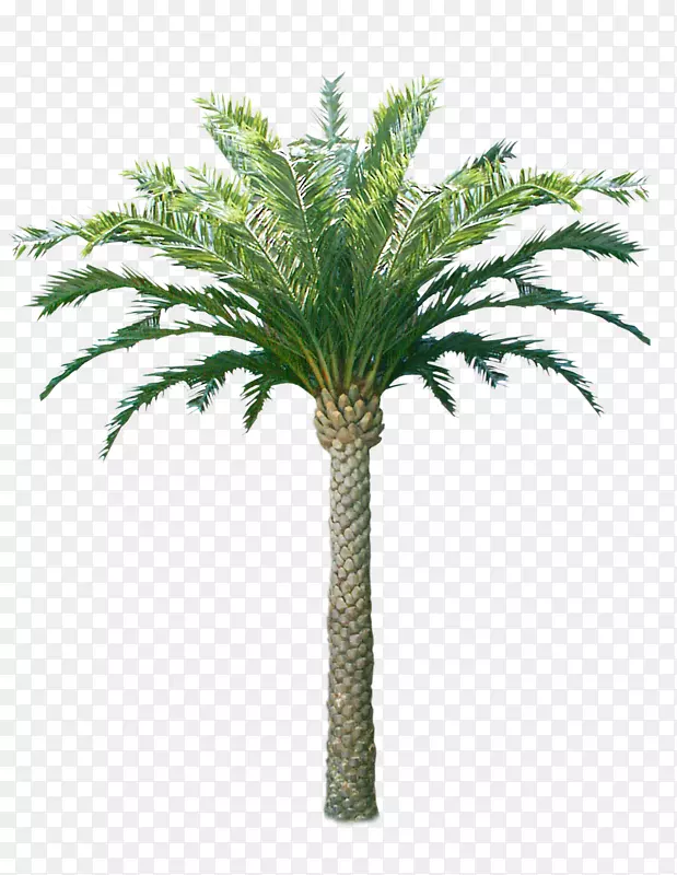 艺术图形设计-棕榈树
