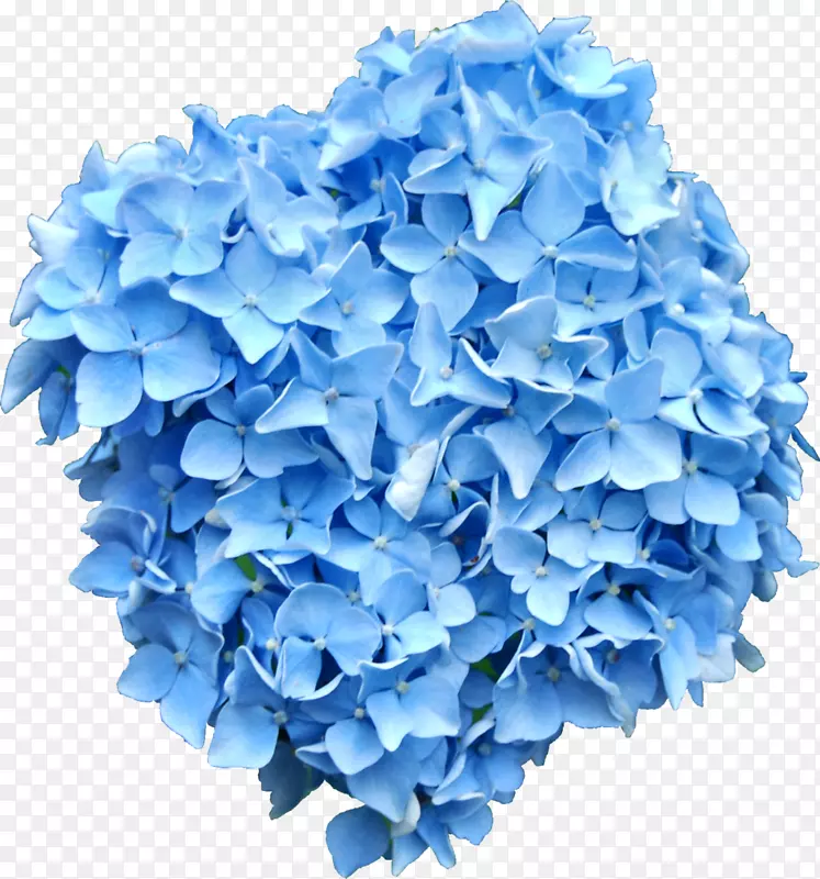 法国绣球花蓝色剪贴画-蓝色花