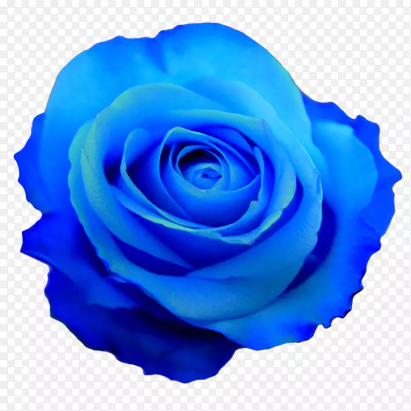 蓝色玫瑰花-蓝色