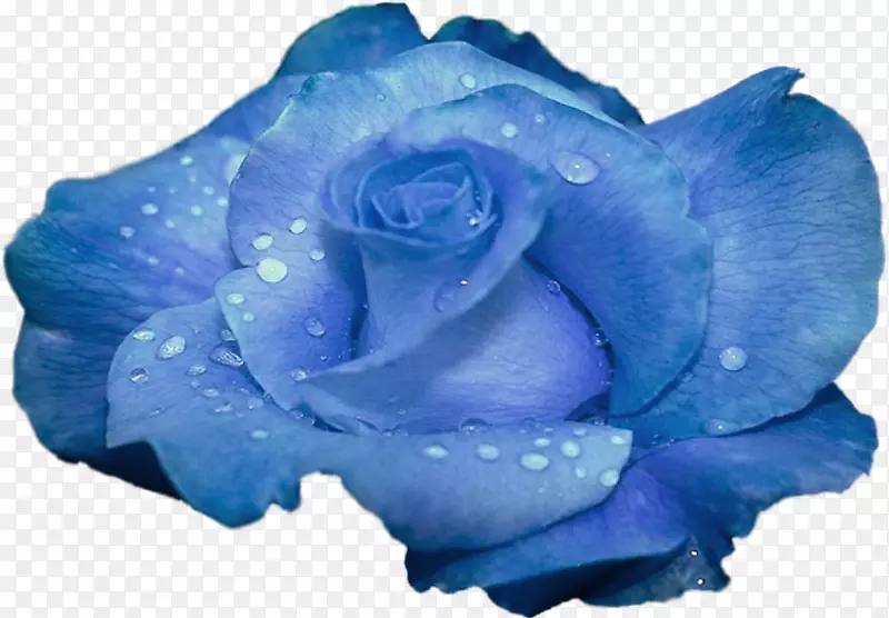 蓝玫瑰花园玫瑰-蓝色花
