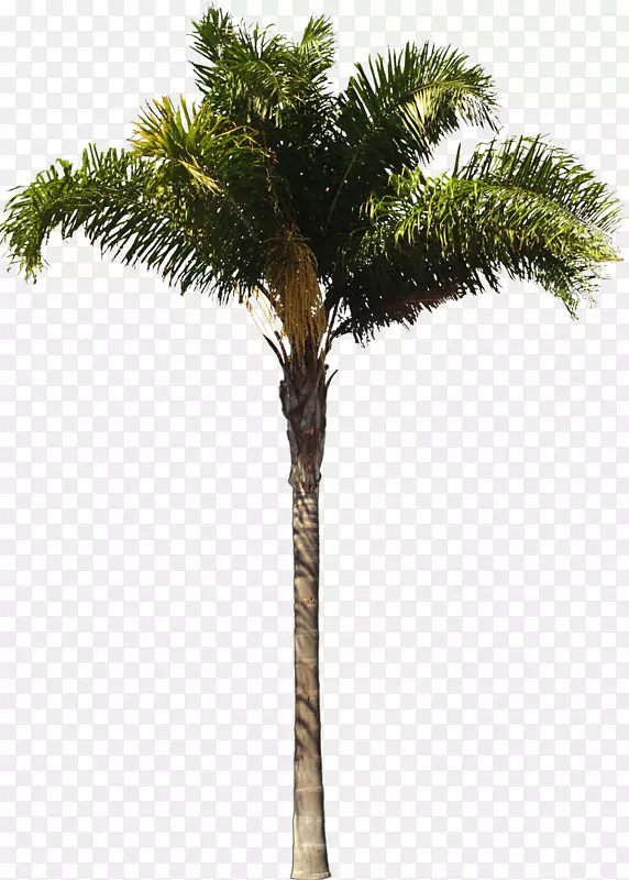 槟榔科皇后棕榈建筑师木本植物-棕榈树