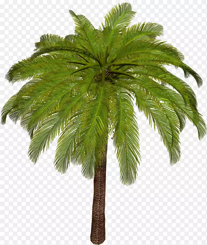槟榔科亚洲棕榈叶植物茎-棕榈树