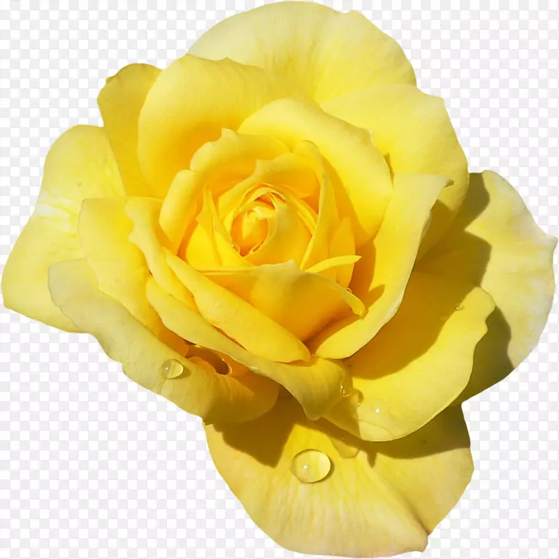 玫瑰‘林肯先生’花园玫瑰花色混合茶玫瑰-黄玫瑰