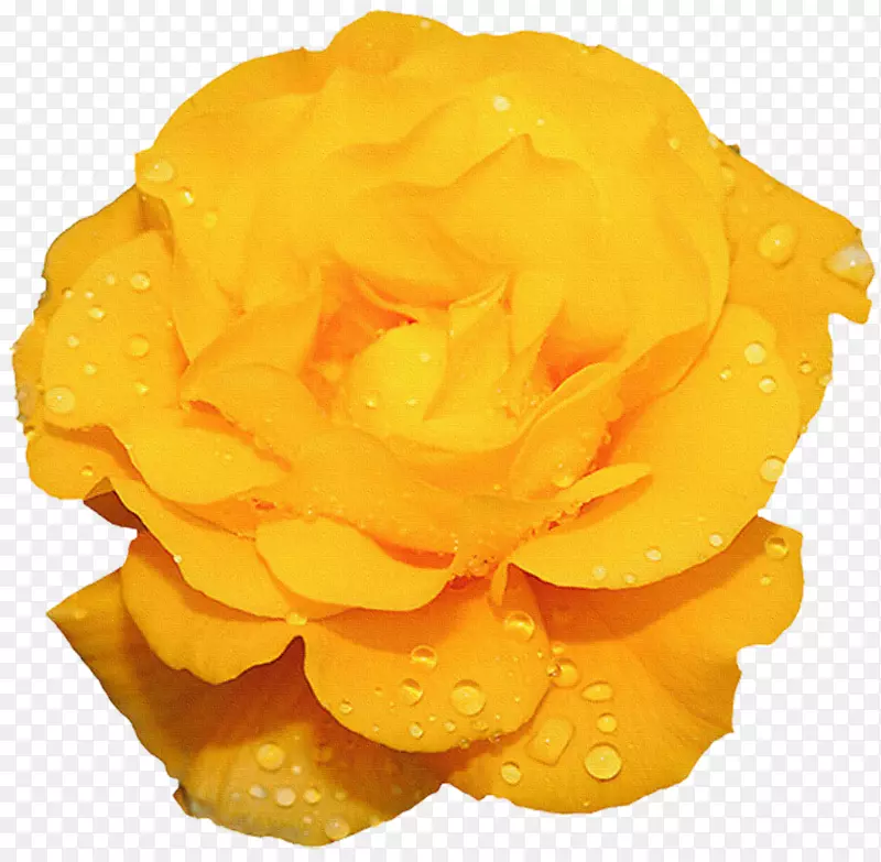 玫瑰黄花摄影-黄玫瑰