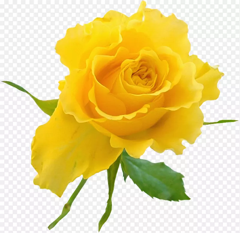 花园玫瑰黄色插花艺术-黄玫瑰
