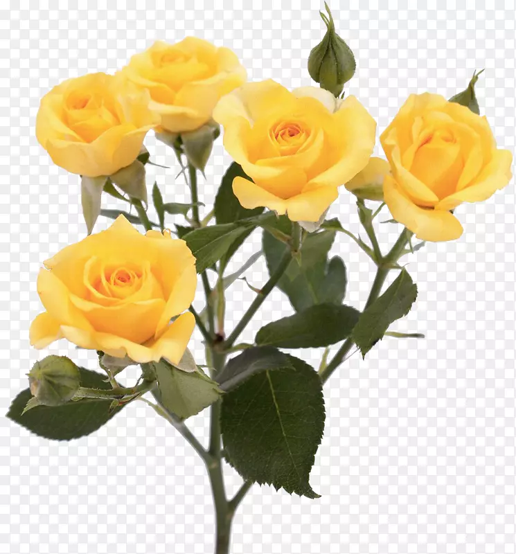 花园玫瑰，花黄色，粉红色-黄色玫瑰