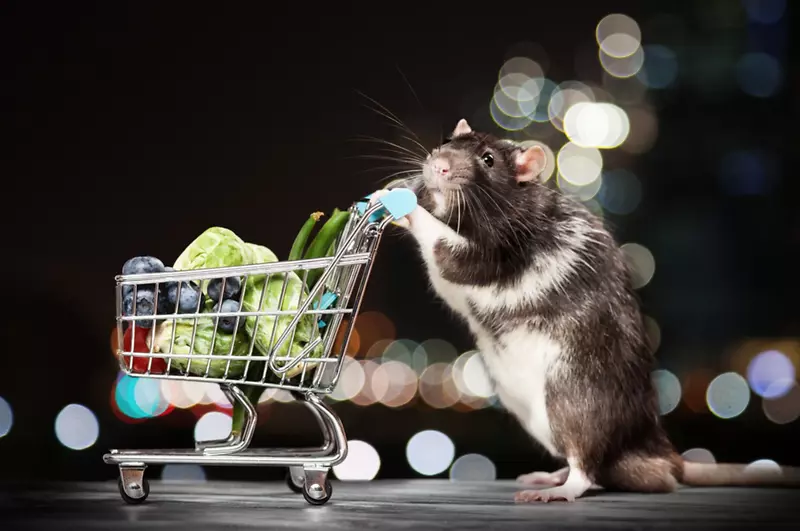 鼠购物车摄影-老鼠和老鼠