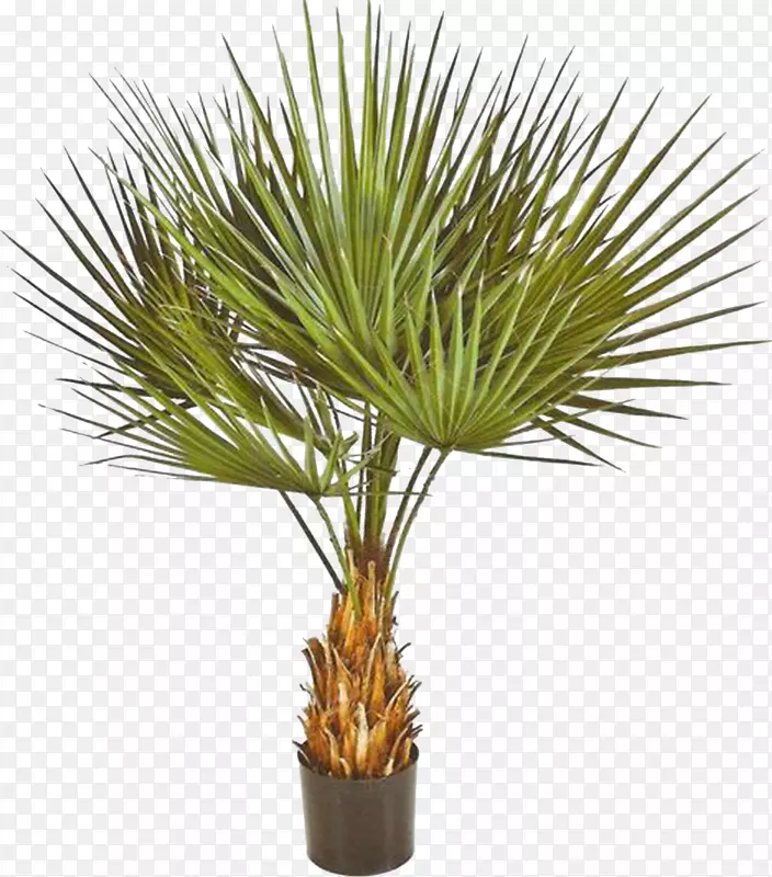 罗布斯塔金银花-棕榈科植物