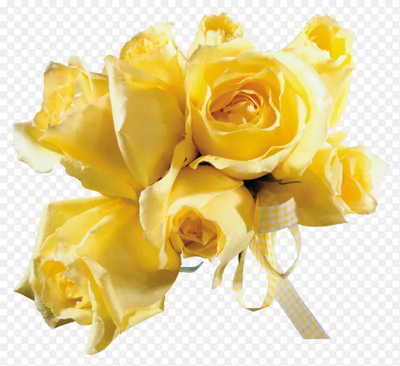 黄色花园玫瑰摄影沙滩玫瑰-黄色玫瑰