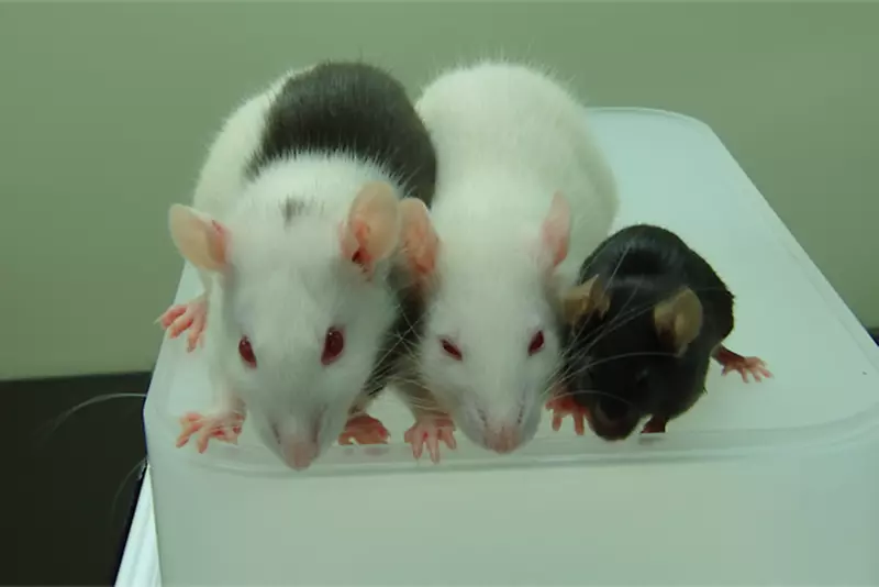 小鼠实验大鼠黑鼠嵌合体胰腺大鼠和小鼠