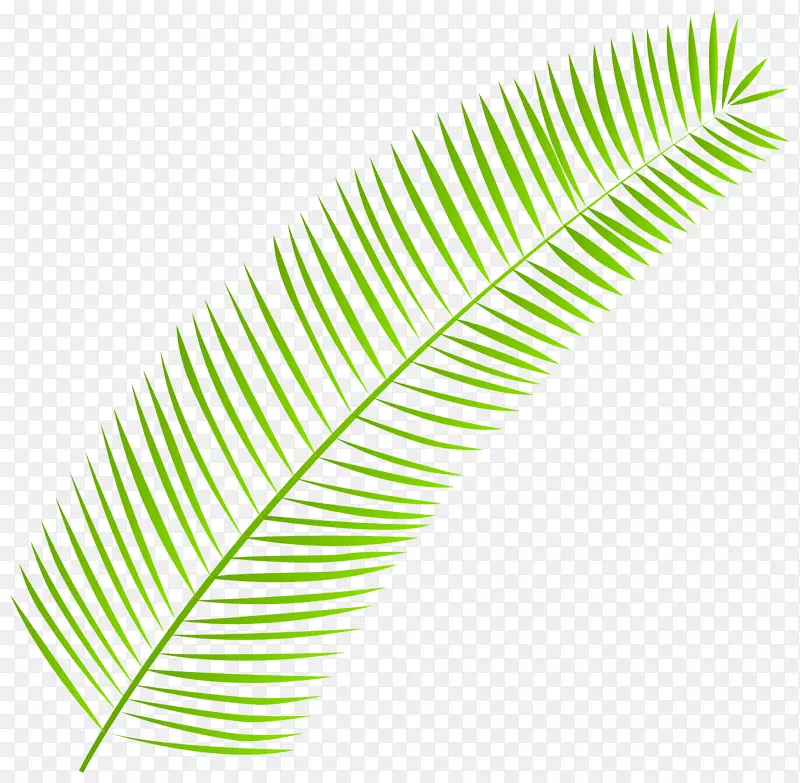 棕榈枝叶手稿剪贴画-棕榈