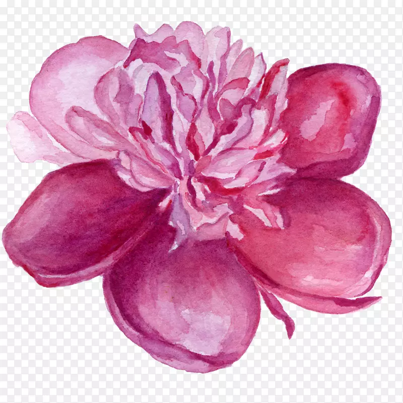 花卉紫罗兰水彩画丁香剪贴画水彩画