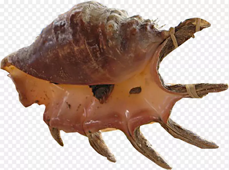 无邓肯蟹海产海螺海蜗牛海
