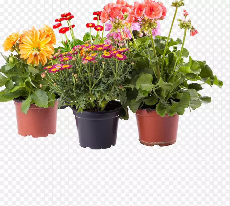 Amazon.com花盆室内植物-天井