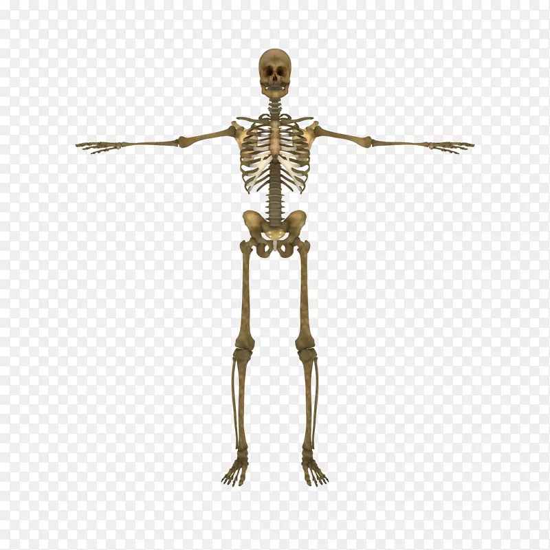 人体骨骼-脊椎骨