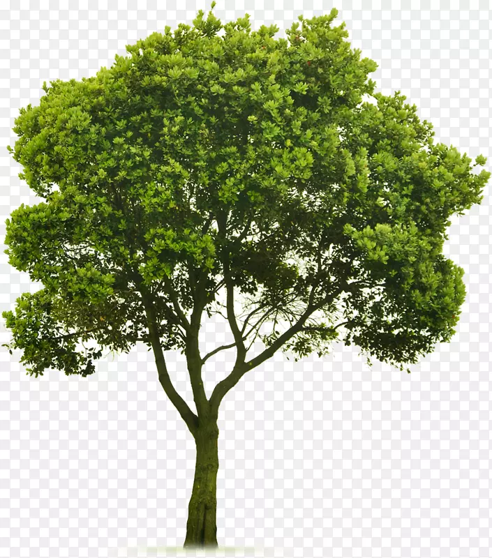 树顶绿化草坪剪贴画-树木