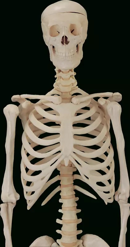骨骼系统骨解剖人体骨骼