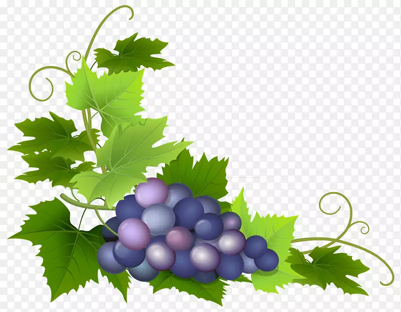 普通葡萄酒葡萄叶剪贴艺术葡萄