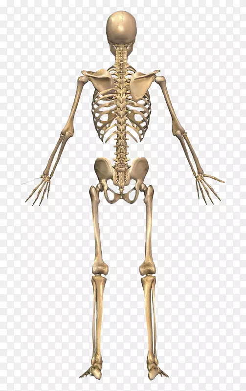 骨骼系统，人体骨骼，人体背部-骨骼