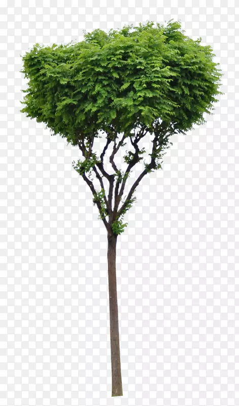 木本植物常绿枝
