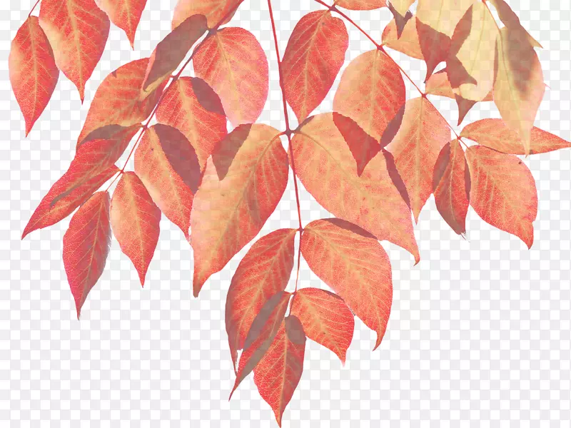 秋叶颜色信息图水彩画树叶
