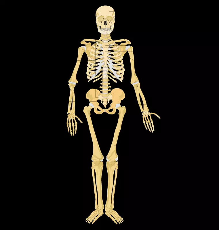 骨骼系统人体骨骼标签解剖-骨骼