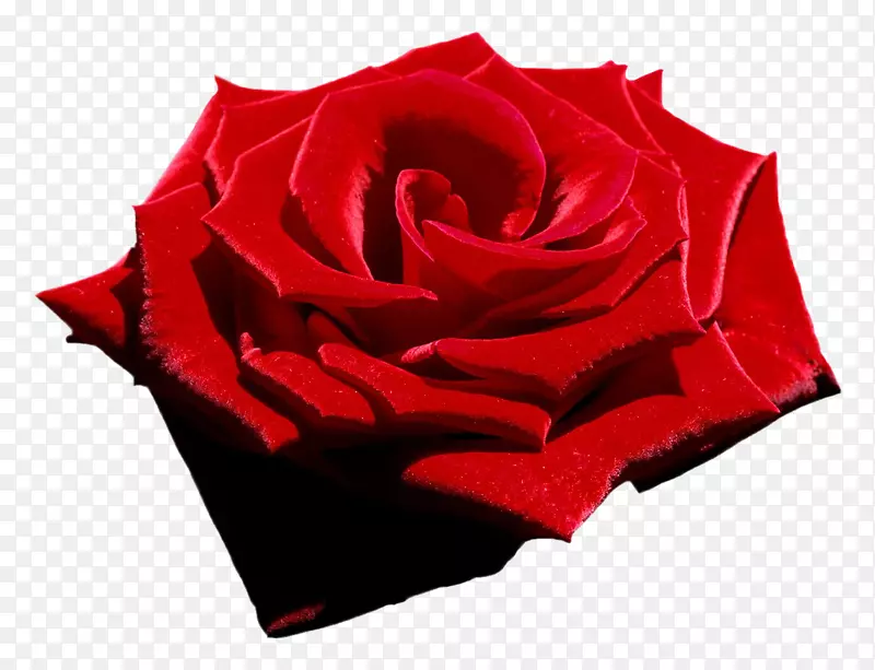 玫瑰：诗花园诗-红色