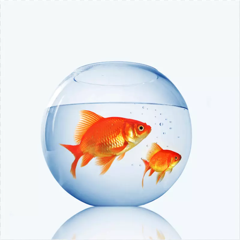 金鱼水族馆养宠物店-金鱼