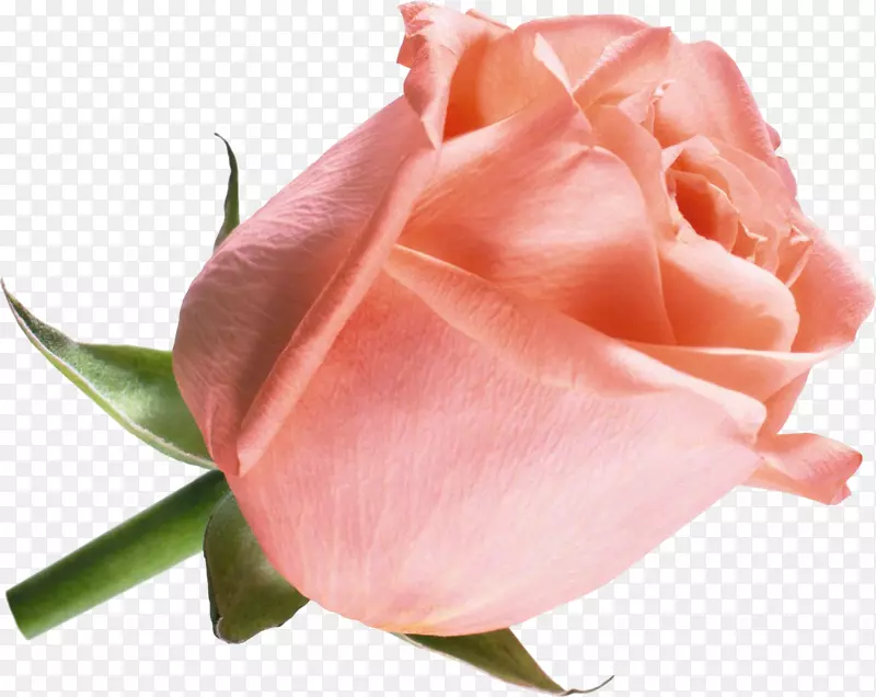 切花海滩玫瑰光栅图形-粉红色玫瑰