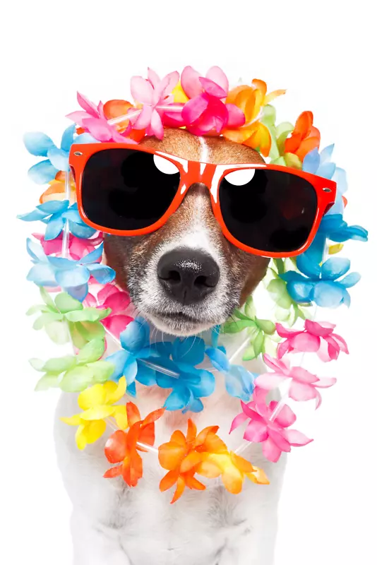 杰克罗素猎犬，小狗，摄影，列伊太阳镜-假期