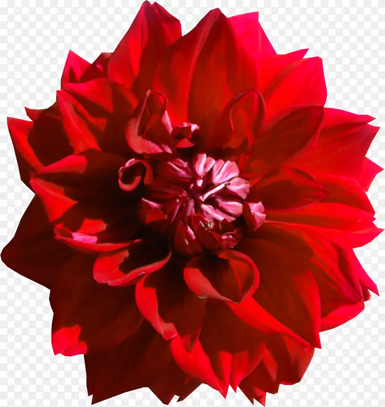 大丽花红色剪贴画-红花