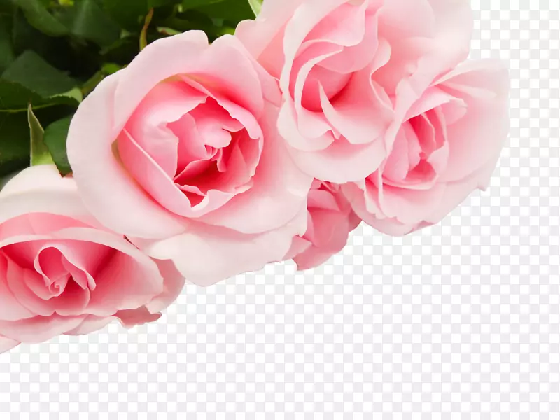 玫瑰花砧木摄影-粉红色玫瑰