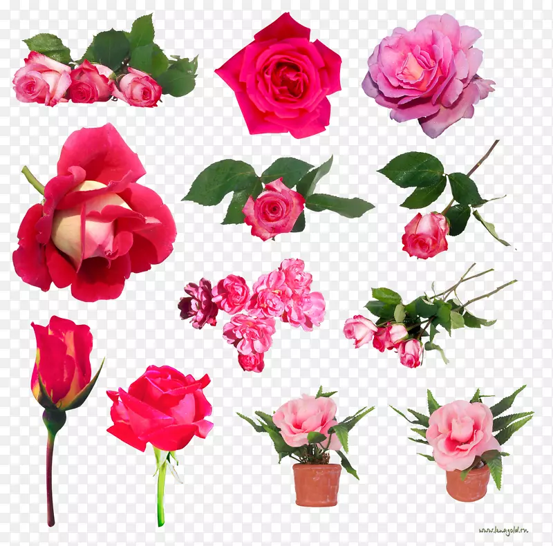 静物：粉红色玫瑰，海滩玫瑰，蜈蚣玫瑰，花卉花园玫瑰-粉红色玫瑰