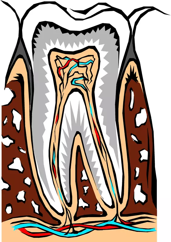 美容牙科学人牙根管-牙齿