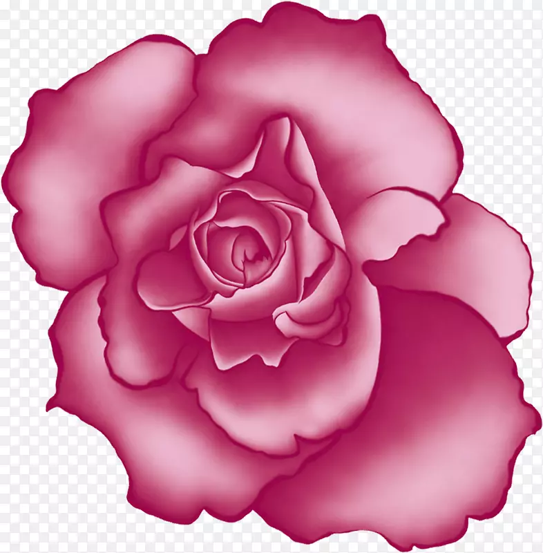 海滩玫瑰、蜈蚣玫瑰、花园玫瑰-粉红色玫瑰