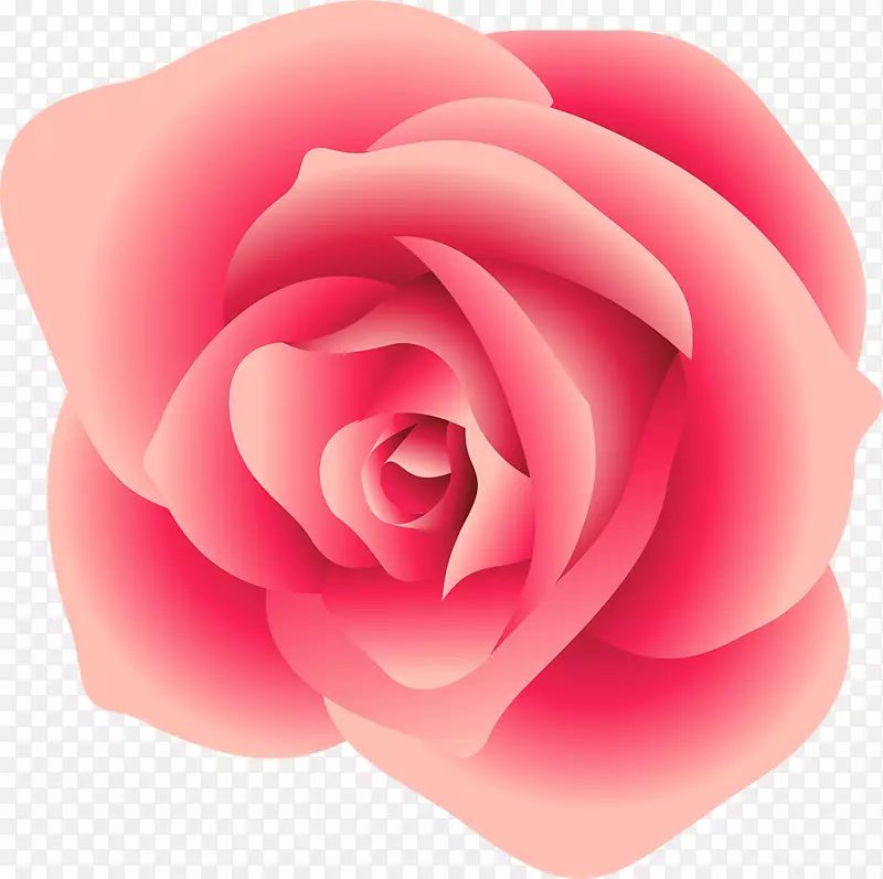 仙人掌玫瑰花园玫瑰蔷薇科桃红粉红色玫瑰