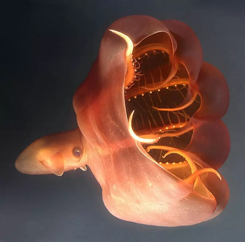 头足类吸血乌贼章鱼深海生物鱿鱼