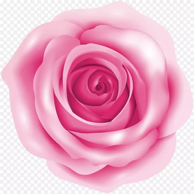 玫瑰粉色剪贴画-粉红色玫瑰