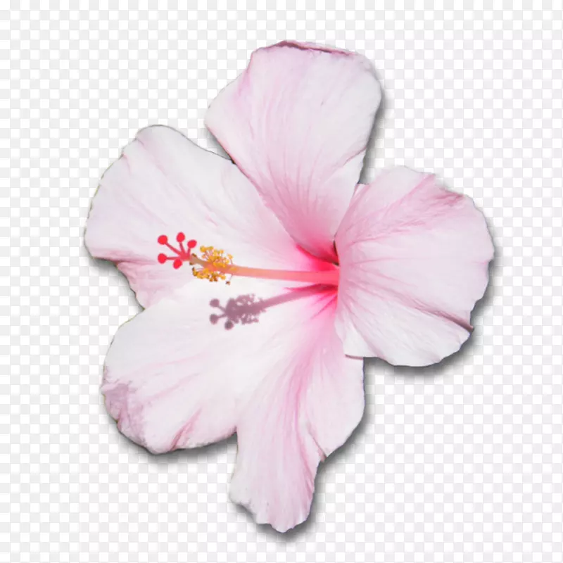 木荷花夏威夷芙蓉花瓣粉红色花
