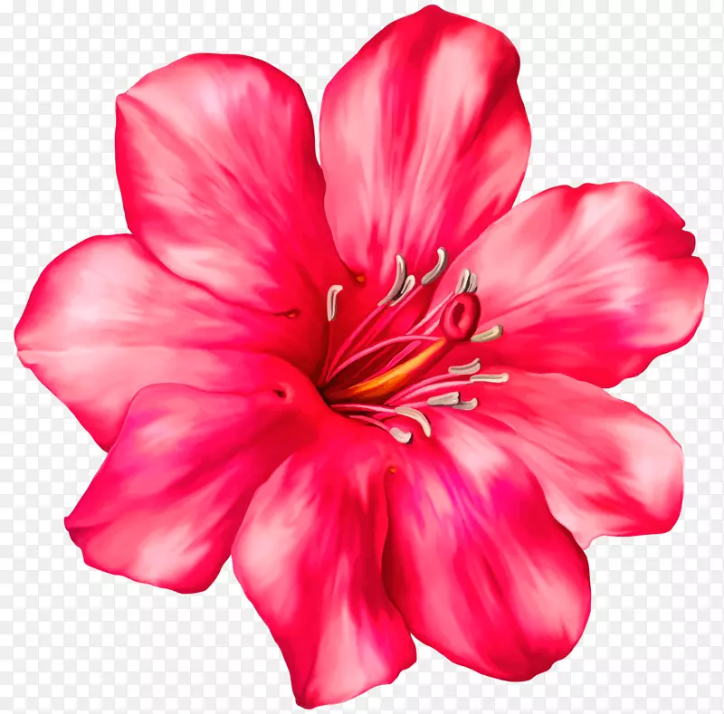 粉色花朵热带剪贴画-粉红色花