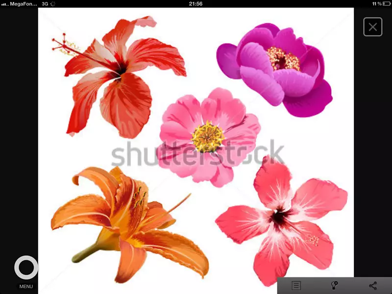 花卉画-热带花卉
