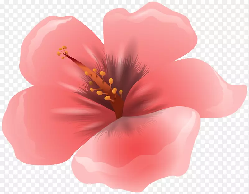 粉色花朵玫瑰剪贴画-粉红色花