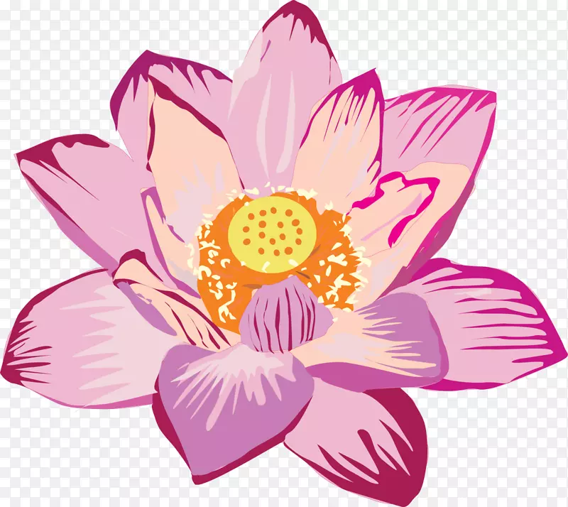 莲花水生植物-粉红色花